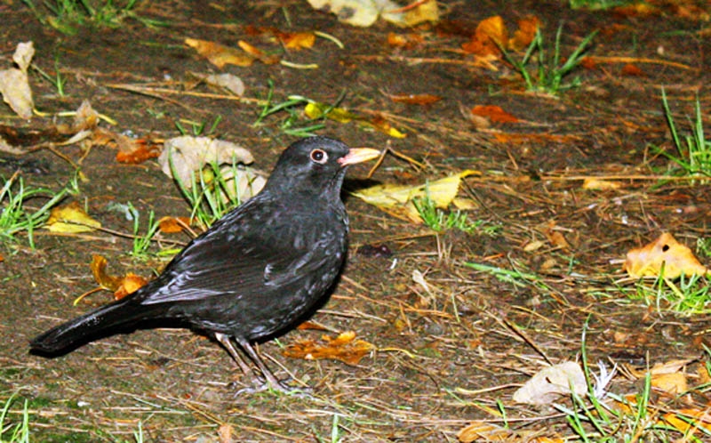 blackbird at night