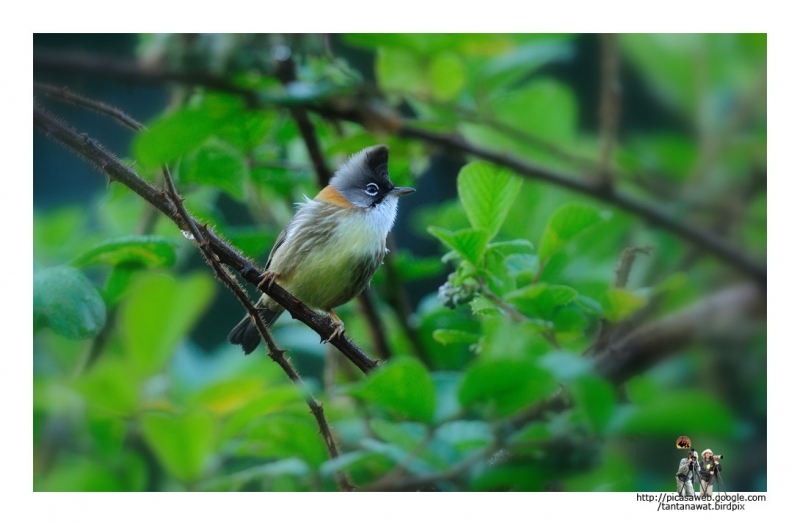 whiskered-yuhina