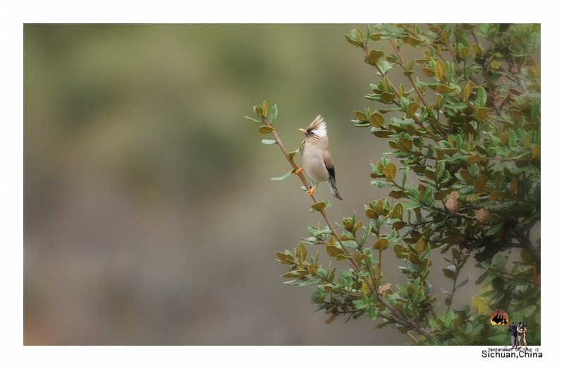 white-collared-yuhina_1.jpg