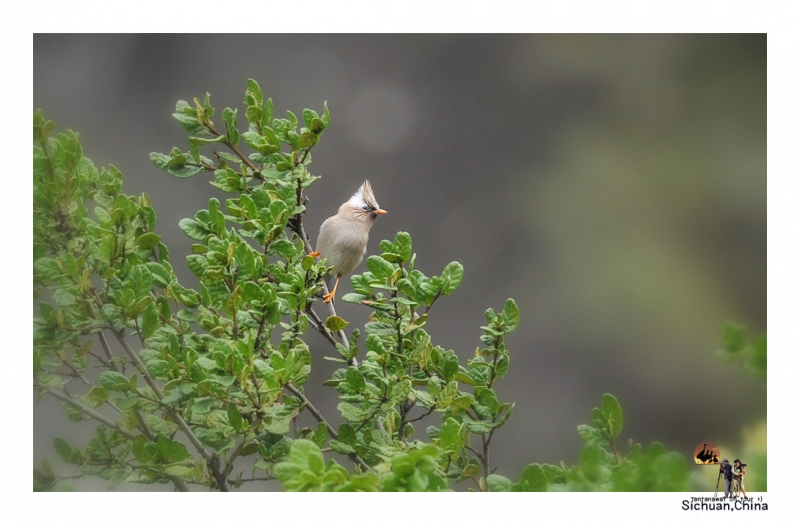 white-collared-yuhina_3.jpg