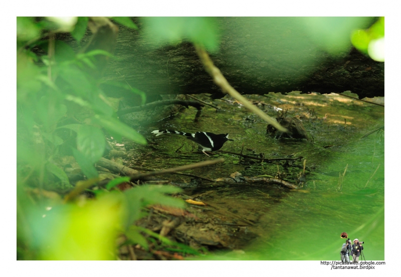 white-crowned-forktail
