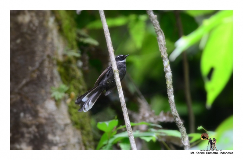 white-throated-fantail.jpg