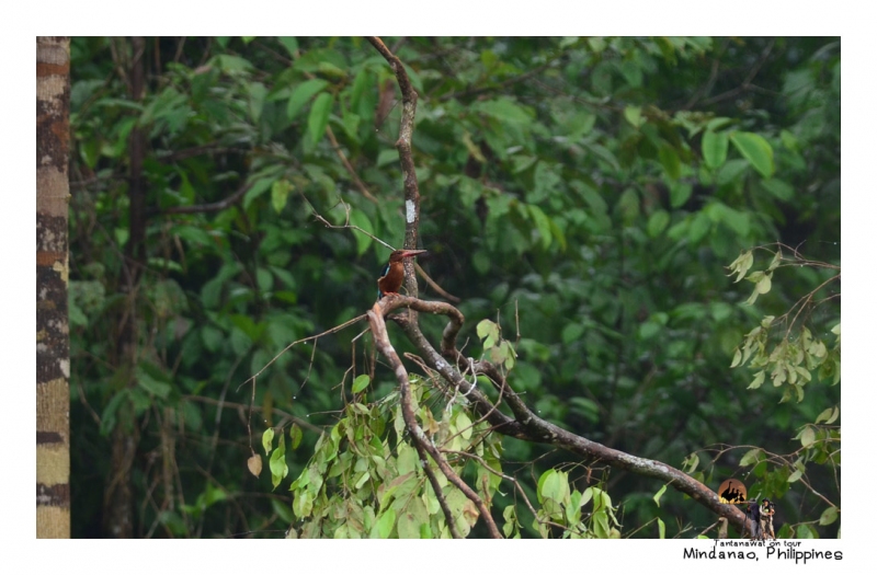 white-throated-kingfisher