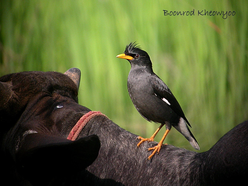 white-vented-myna.jpg