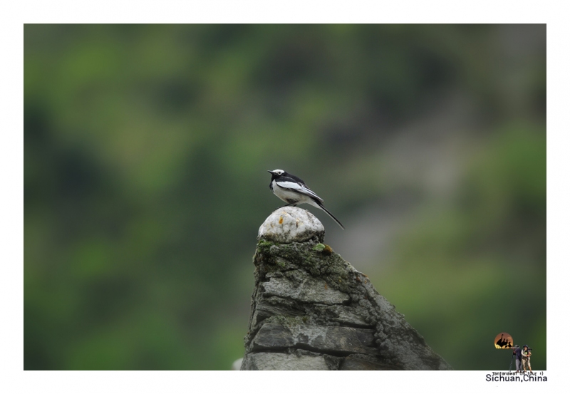 white-wagtail_1.jpg