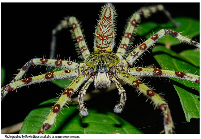 Wolf Spider