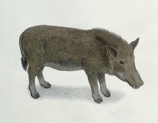 WildBoar.