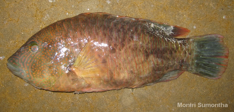 wrasse1.jpg