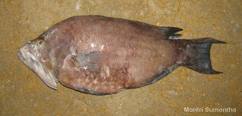 wrasse2.jpg