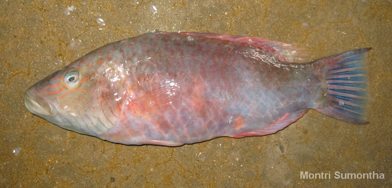 wrasse3.jpg