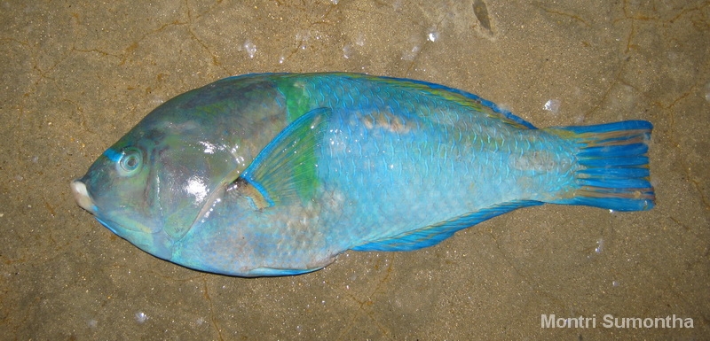 wrasse4.jpg