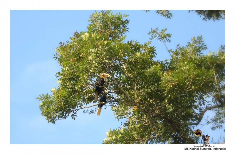 wreathed-hornbill_1.jpg