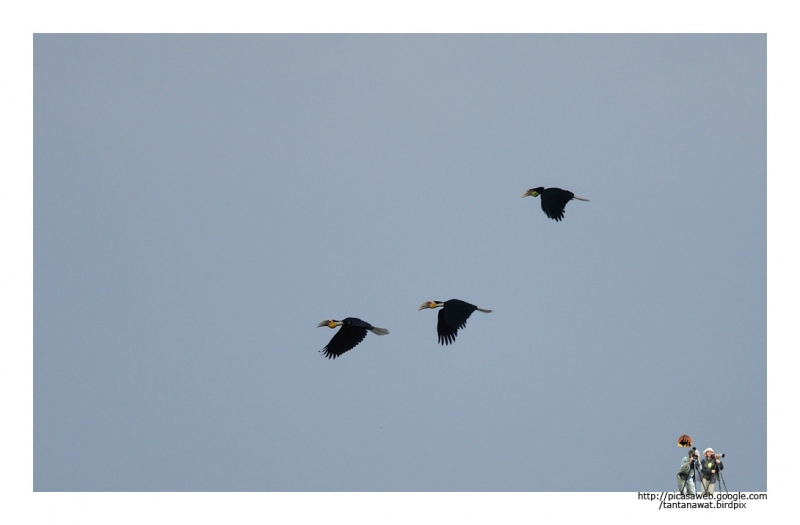 wreathed-hornbill