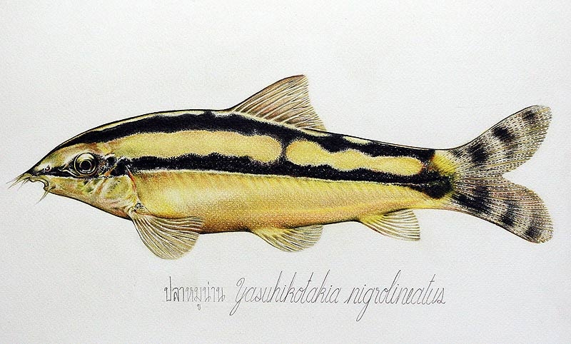 yasuhikotakia-nigrolineatus.jpg