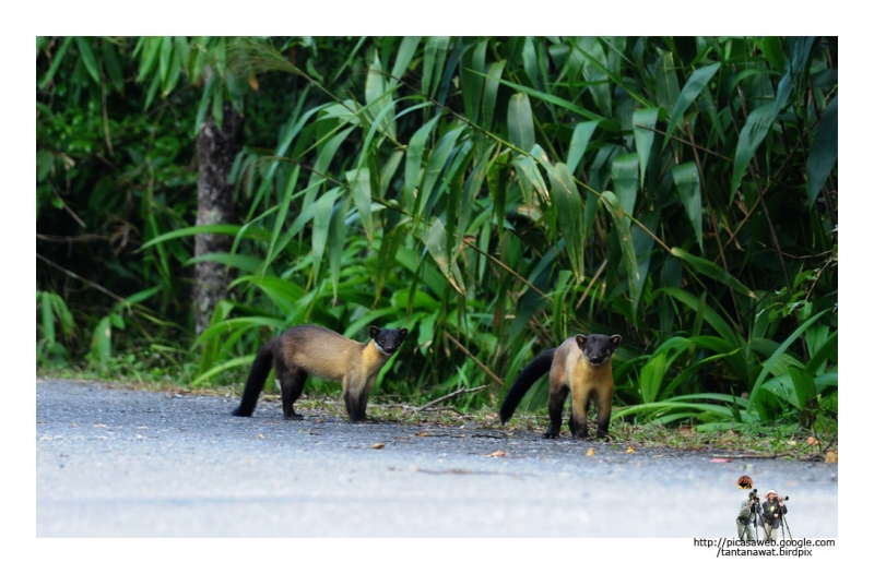 yellow-throated-marten