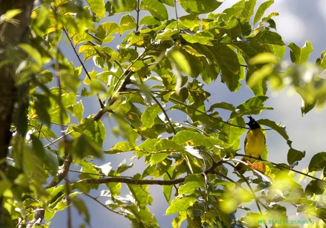 ปรอทเหลืองหัวจุก Black-crested bulbul