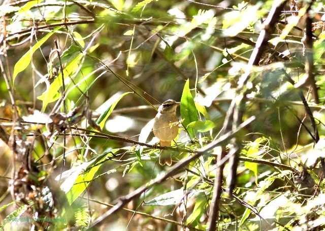 Warbler อะไรครับเนี่ย ตอนแรกมีคนทักว่า Dusky warbler แต่เห็นว่าไม่ใช่