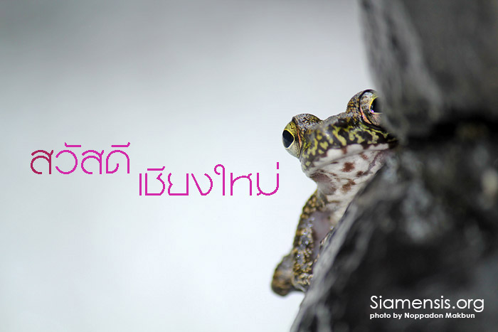 กบลายหินหนือ Amolops marmoratus