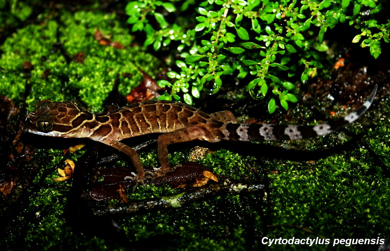 ตุ๊กกายลายจุด (Cyrtodactylus peguensis)