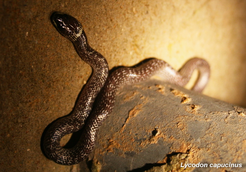 งูปล้องฉนวนสร้อยเหลือง (Lycodon capucinus)