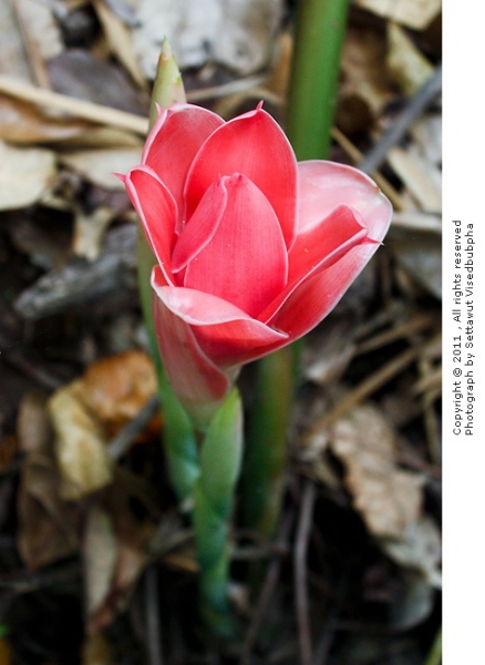 ดาหลา Etlingera elatior
