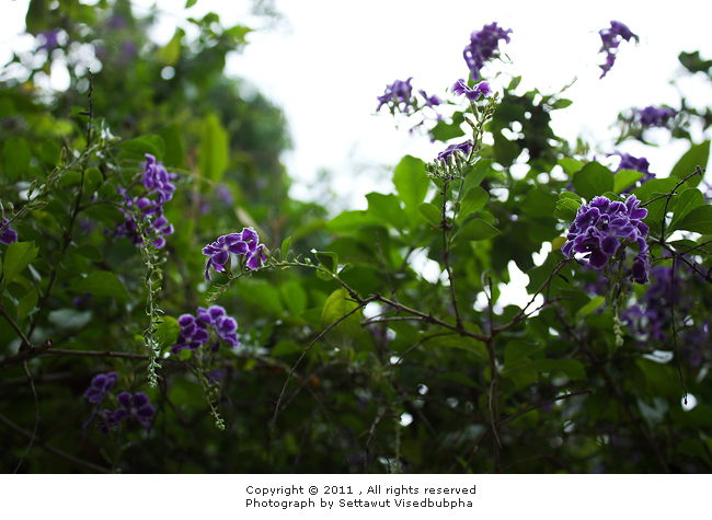 เทียนหยด Duranta erecta