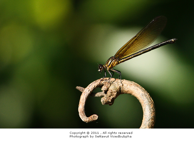 แมลงปอเข็มน้ำตกสีดำ เพศเมีย Euphaea masoni