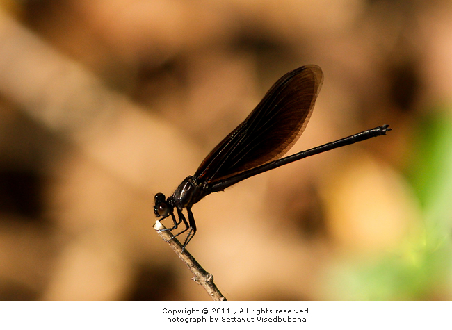 แมลงปอเข็มน้ำตกสีดำ เพศผู้ Euphaea masoni