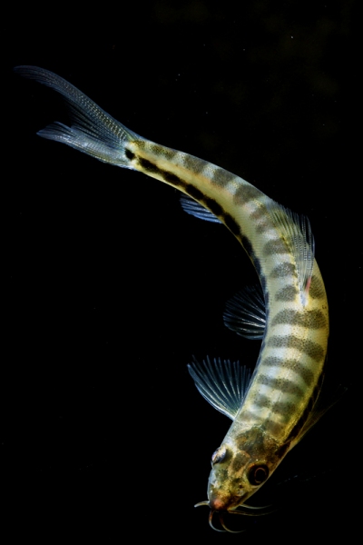 3.