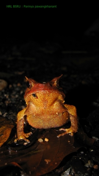 อึ่งกรายหัวมน Xenophrys aceras
