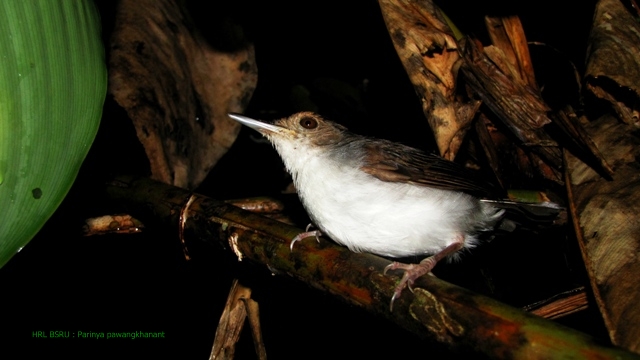 นกกินแมลงป่าชายเลน (Trichastoma rostratum)