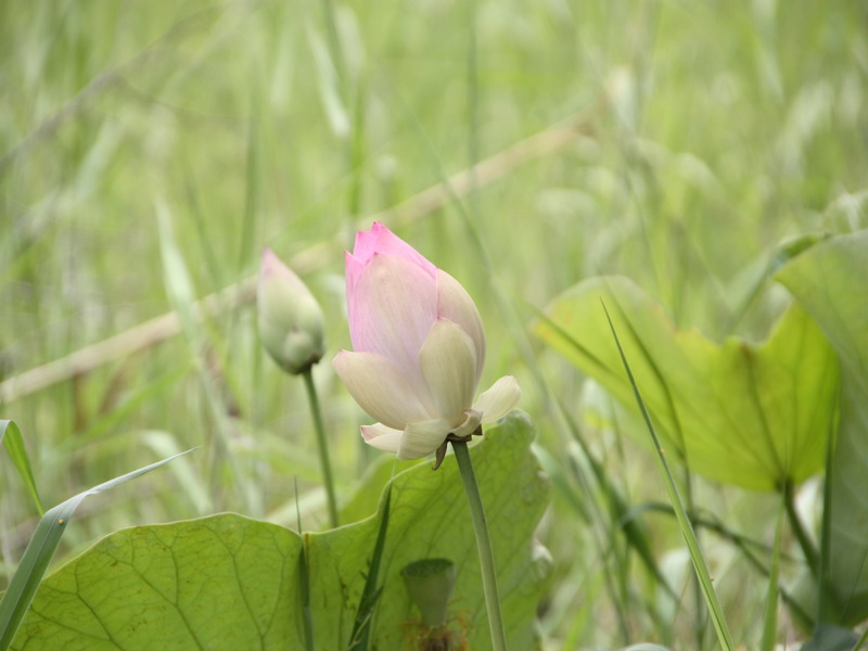 บัวตุม
