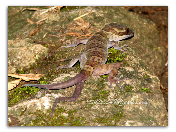 Cyrtodactylus tigroides ตุ๊กกายไทรโยค