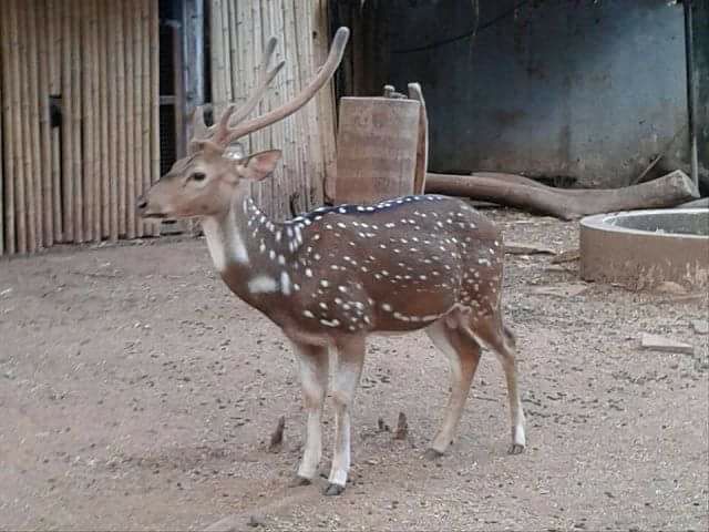 Spotted_Deer