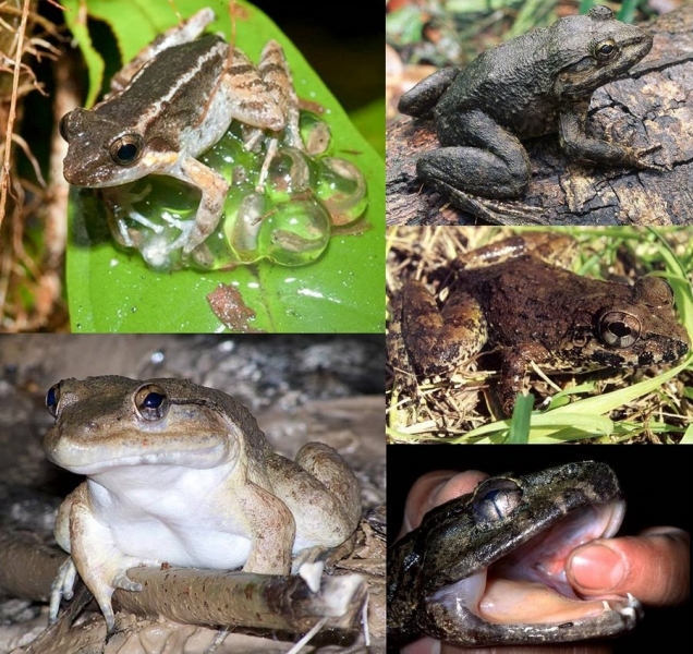 some Sulawesi's Fanged Frog (Limnonectes spp.)