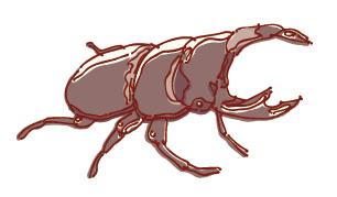 Insects
