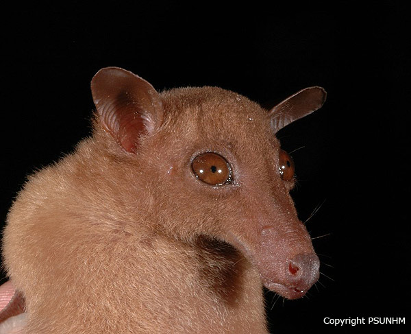 Species Macroglossus sobrinus กลุ่มอนุรักษ์ความหลากหลายทางชีวภาพและ