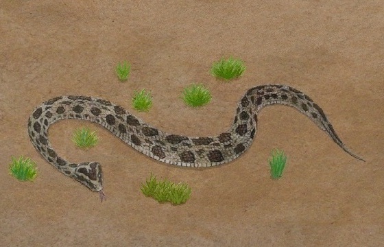 แมวเซา(RussellViper)