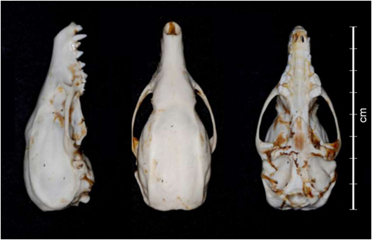 skull