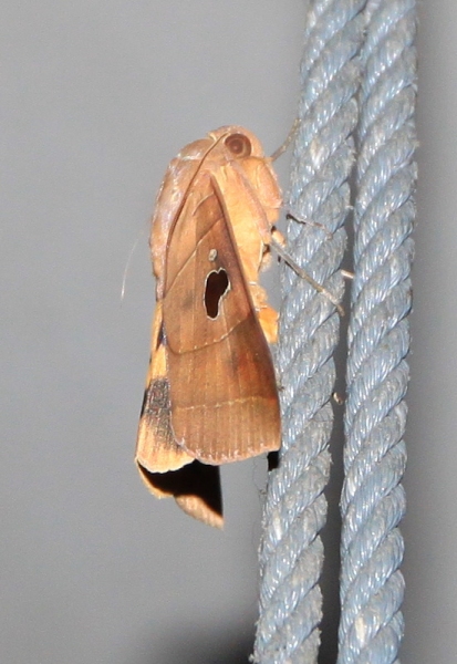 Moth 1-1