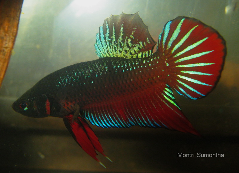 Betta splendens @ Ranong