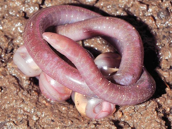 A newly discovered family of legless amphibians consisting of a worm-like mother and her eggs Read more: http://www.dailymail.co.uk/sciencetech/article-2104746/Chikilidae-New-species-legless-amphibian-discovered.html#ixzz1n6tN0Z6x