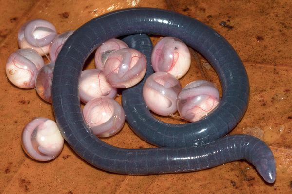 Chikila fulleri in life, brooding egg clutch (in captivity)