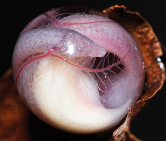 Detail: A close up of an egg shows the amphibian curles up with its head visible Read more: http://www.dailymail.co.uk/sciencetech/article-2104746/Chikilidae-New-species-legless-amphibian-discovered.html#ixzz1n6tRjHgv