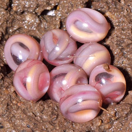 About to hatch into miniature-adult caecilian Amphibia - the eggs that don't become tadpoles; Credit: © S. D. Biju