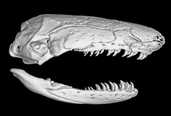 Volume reconstruction of high-resolution X-ray computed tomography data showing cranium and mandibles of C. fulleri. - Cranium and mandible in right lateral view.