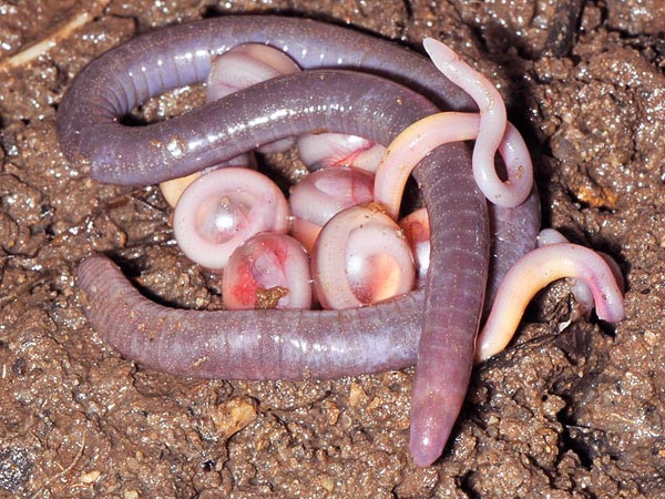 Female of the species, Chikila fuller in life, brooding and hatching its egg clutch (in captivity); Credit: © S. D. Biju
