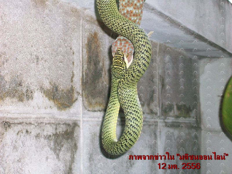 งูเขียวกินตุ๊กแก