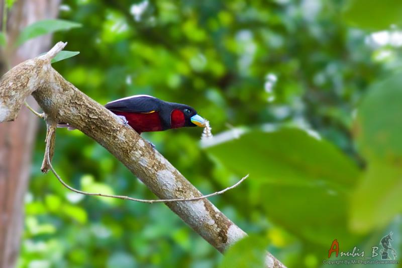นกพญาปากว้างท้องแดง(Black and Red Broadbill)