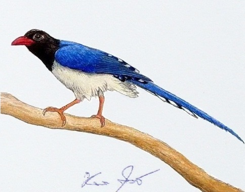 BlueMagpie